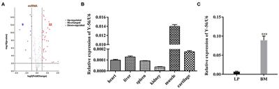 A Novel miRNA Y-56 Targeting IGF-1R Mediates the Proliferation of Porcine Skeletal Muscle Satellite Cells Through AKT and ERK Pathways